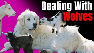 Dealing With Wolves