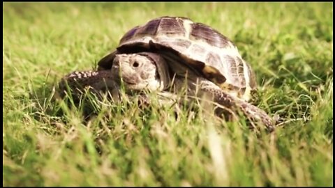 turtle-crawling-in-green-grass_bjm3voqtb