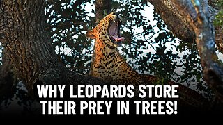 The Untold Reason Why Leopards Hang Their Prey in Trees!