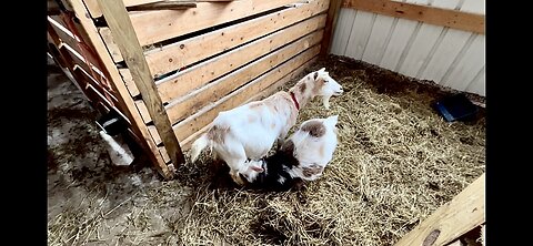 Let’s help a friend | Goat herd dynamics & Kidding season | WHEN WILL THESE BABIES STOP NURSING