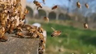 Pourquoi l'abeille est-elle couverte de poils ? @L'univers d'apiculture, The world of beekeeping