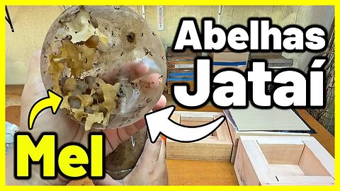 NÃO FAÇA transferência de ABELHAS JATAÍ antes de assistir esse vídeo