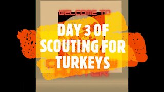 DAY 3 OF SCOUTING FOR TURKEYS