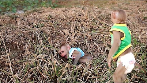 Lyly Loudly Screaming| Monkey Johny Very Panic When See Baby Lyly Cry Seizure in Grass