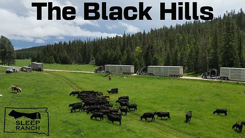 Bringing Cattle to Summer Pasture in the Mountains!
