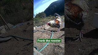 Farm surveillance camera. Frank the rooster