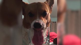 Cute Corgi Dog Drinks Water Out of a Glass