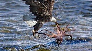 The Eagle Dies While Hunting Octopus In The Ocean, Amazing !
