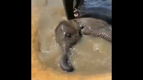 Cute little baby elephant taking bath 😍