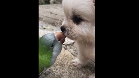 A love story between a parrot and a small dog