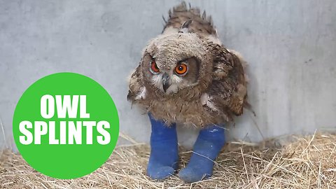 Owner of baby owl which captured hearts of the nation