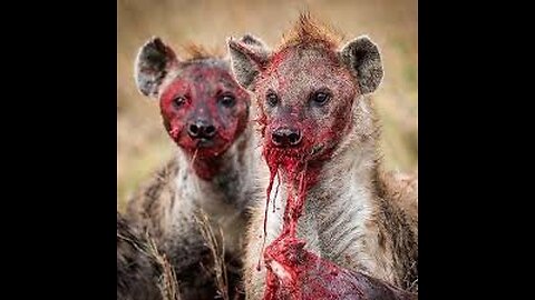 Twelve times Hyena's messed with the wrong animal!!
