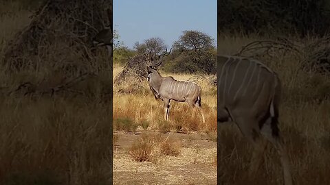 Watch this GIANT Kudu Surprise its Way into South African Dam!