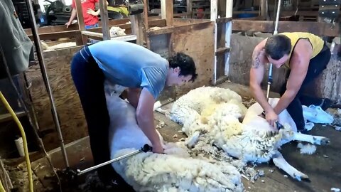 Shearing Run In Oregon July 2022