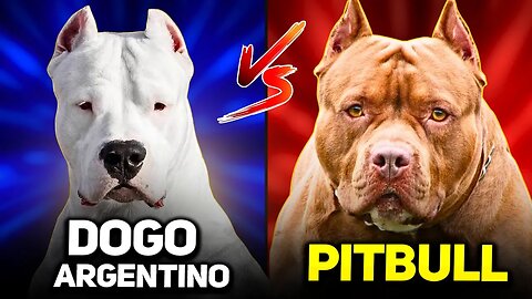 Pitbull vs Dogo Argentino | A Detailed Dog Breeds Comparison