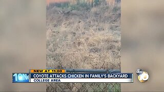 Coyote attacking chicken caught on video in College Area