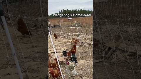 Crowing contest #hedgehogshomestead #Rooster