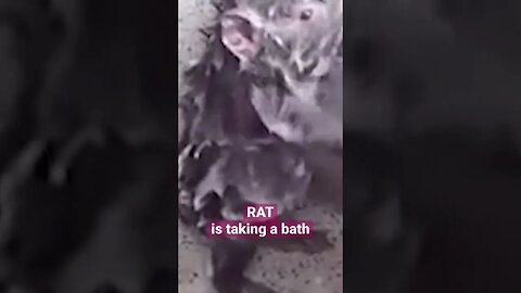 Rat is taking a bath #shorts #shortfeed #rat #mouse #threeteatrees #bath