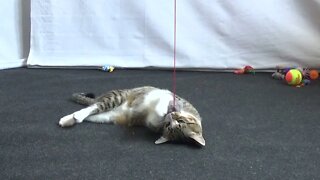 Kitten Plays with Fluffy Toy