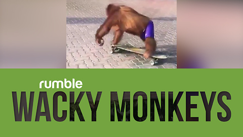 This compilation of wacky monkeys is guaranteed to make you smile!