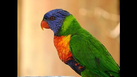 Colorful parrot