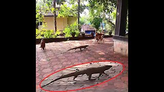 Chasing Big Monitor Lizard With Stray Dogs