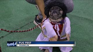 Cutest costumes from Milwaukee Pug Fest 2018