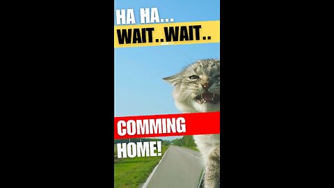 😂 Cute Cat, Journey with Joy: Going home, Driving Faster! Funny Pet Videos!