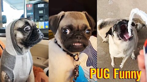 Pug Funny Moments - Cute Dog Videos 2021