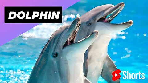 Dolphin 🐬 One Of The Cutest But Dangerous Animals In The World #shorts