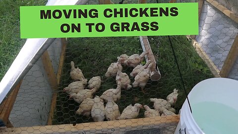 We built a Chicken Tractor to PASTURE Raise our MEAT | OFF Grid from Scratch
