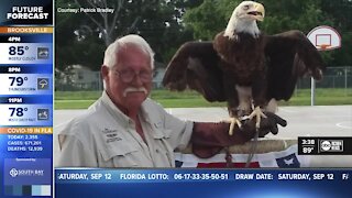 Birds of prey providing therapy for veterans with PTSD
