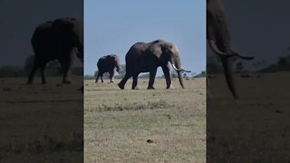 Ol Pejeta Wildlife Sightings Today 11/10/22 (Lions, Cheetah, etc) | Zebra Plains | #shorts