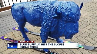 Blue buffalo hits the slopes