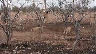 Mother Giraffe Kick Broken Lion Head Who Try To Eat Her Baby, Harsh Life of Wild Animals-12