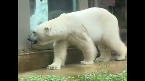 White Polar Bear rumble video 2023 | Bear video |