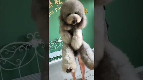 Gigantic Fluffy Poodle Dogs Love Being Carried Everywhere 😍Funny Cat And Dog Videos🐩