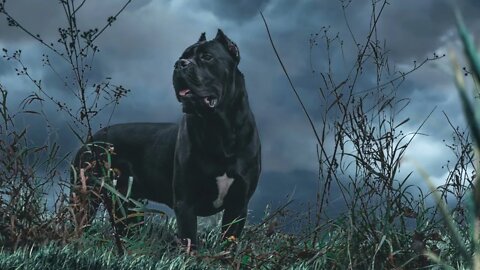 Cane Corso Storm BG 20 min for Relaxation & Anxiety
