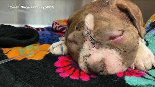 Puppy recovering from severe bite wounds
