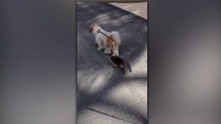 A Raccoon And A Dog Become Walking Companions
