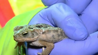Huning for toxic bufo toads