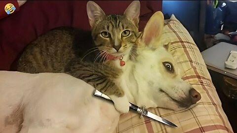 The cat wants to cut off the dog's head😆😅