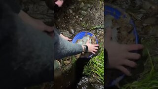 Gold prospecting on the clay bottom, is there any gold?