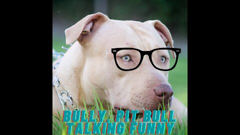 Bully, pit bull talking funny talking to his owner answering questions and answers