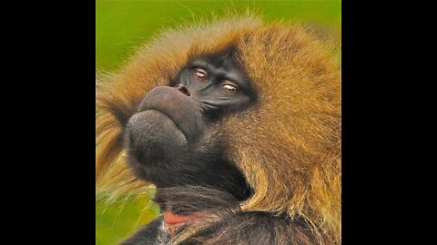 Gelada Baboon rear anima in the Simien Mountains