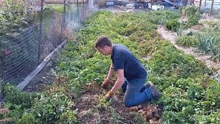 No Dig Potato Harvest