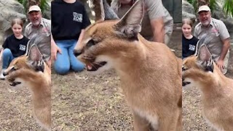 Cute Animal Like a Cat, Dog And Tiger