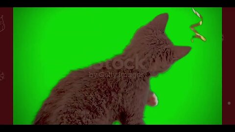 Cat green screen shot for movie