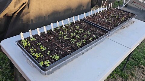 Planting Cool Season Leafy Greens & Vegetables-Seed-Sprouting-Update-03/27/2024