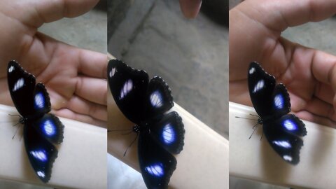 Beautiful butterfly - it's so beautiful and colour black & blueish.